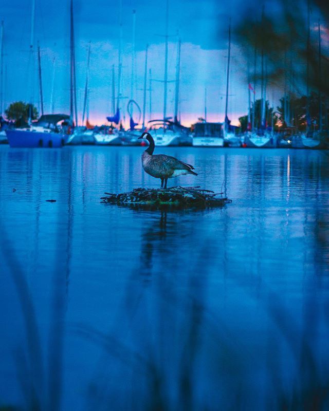 theSmaku's tweet photo. I drove and then ran to get to the park but once I did, the colours faded away as if it were trying to hide from me. At least this fella stayed for me to take her photo.
#imagesofcanada #exploreeverything #seetorontonow #sharecangeo #discoveron #explorec… https://t.co/z66KamXDVC https://t.co/4wp4em05kn