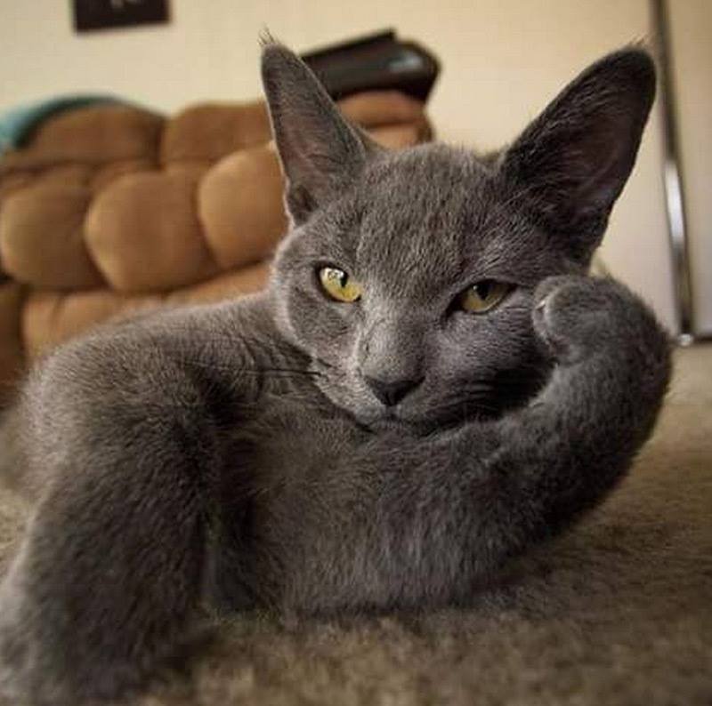 Retweet #TeamSpirit To Gain more True followers 
☞ <a href="/SiscoMGWV/">🔶️Sisco #1DDrive 110k🔶️</a>  <a href="/SpiritRider1/">SpiritRider ♡ 158k 🙆</a> <a href="/Quinnqueens/">Quinn 💛(G.Quinn Rogers)</a> <a href="/Cptn_Fandango/">Richard</a> <a href="/2020sahara/">Tm_Maya Ⓜ️ #EasyGain 🌊</a> <a href="/musfaca/">M.Fatih Çalıkoğlu</a> <a href="/CarlonetCarlo/">Emmanuel</a> <a href="/YoramKoren/">YoramKoren #TeamSpirit ☞ <a href="/spiritRider1/">SpiritRider ♡ 158k 🙆</a> ♡</a> <a href="/ginestarros/">SuperGina♥️💚♥️</a>
<a href="/vivaciousStar2/">𝒥ℯ𝓃𝓃𝓎࿐🦋</a> <a href="/MonicaR926/">ʍʘήɪɔด้้้้้็็็็็®</a> <a href="/patoo_s/">꧁༒ⲣª𝗍𝗈𝗈༒꧂</a> <a href="/Saori__M/">ღƪ(ˆ◡ˆ)ʃ♡ℳДƦîƝ இ️ ♡</a> @spiritRider1 
#TɛaʍUռɨɖօS 🔆0⃣ #TM_Maya
#TmSmile ⭐️ #RT2GAIN