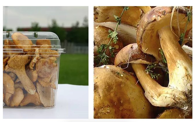 FineFoodLine's tweet photo. Contact us today and make an inquiry regarding product specification and quantities you need. We will get back to you straight away! info@finefoodline.com / 00381635576173
#Porcini #BlackTrumpet #Wildmushrooms #Organic 
https://t.co/46QIYZa5Ee https://t.co/VBuPEEp4xy