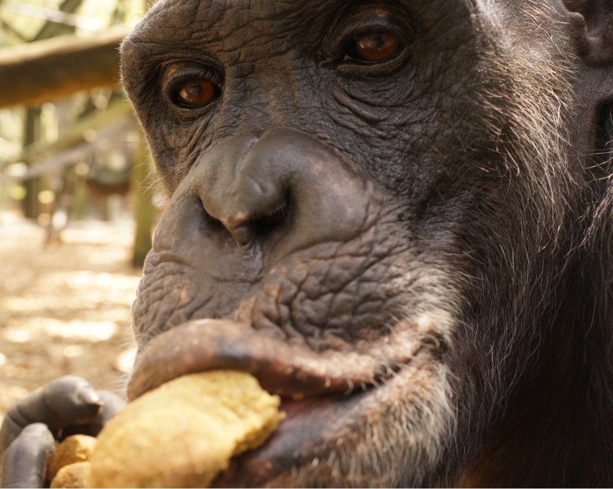 CFGA's tweet photo. Happy Tuesday from chimpanzee resident Chipper...and his primate biscuit
.
.
.
.
#chimpfacts #chimplife #panthoots #chimpanzee #chimpanzees #ape #apes #greatape #greatapes #greatapemoment #sanctuary #sanctuarylife #greatapesanctuary #wildlifesanctuary https://t.co/jXpKpggUqh