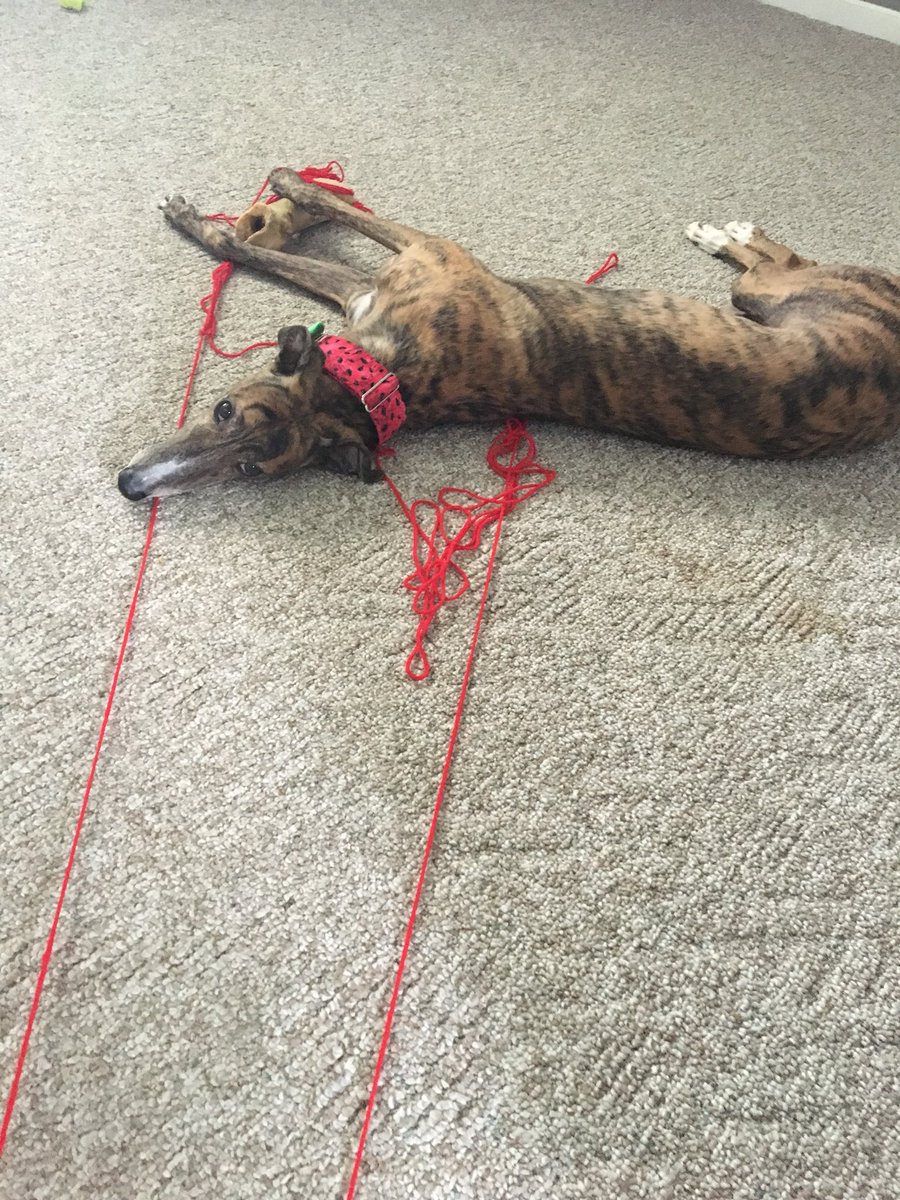 AwkwardSnoot's tweet photo. The yarn did it.... Not me! 

—-------------

-

-

-
#dog  #greyhound #dogo #dogsitting #dogoftheday #dogsofinstagram #dogs_of_world https://t.co/qxedvwt8OZ