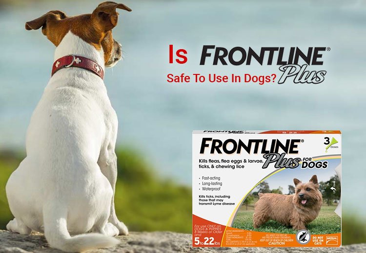 petcaresupply's tweet image. Is Frontline Plus Safe To Use In Dogs?

bit.ly/2JOAjgS #frontlineplus #dogcare #fleaandtick