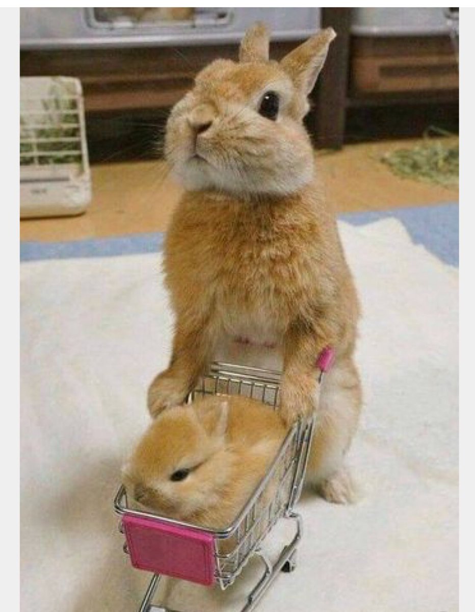 4_Legger's tweet photo. I just need to pick up a few things at the store. #4legger #howikeepsoft #secretisout
Our shampoo is cruelty free! Is yours?
#tuesdaythoughts #rabbit #summertime #groceryshopping #CrueltyFree https://t.co/euUZIoiPzQ