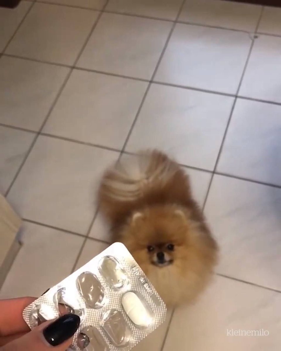 PoocheoStore's tweet photo. "My dogs hear rustling and think it's always food" 😍😂 https://t.co/cBI3p7FD66 https://t.co/QTx2wQNZcx