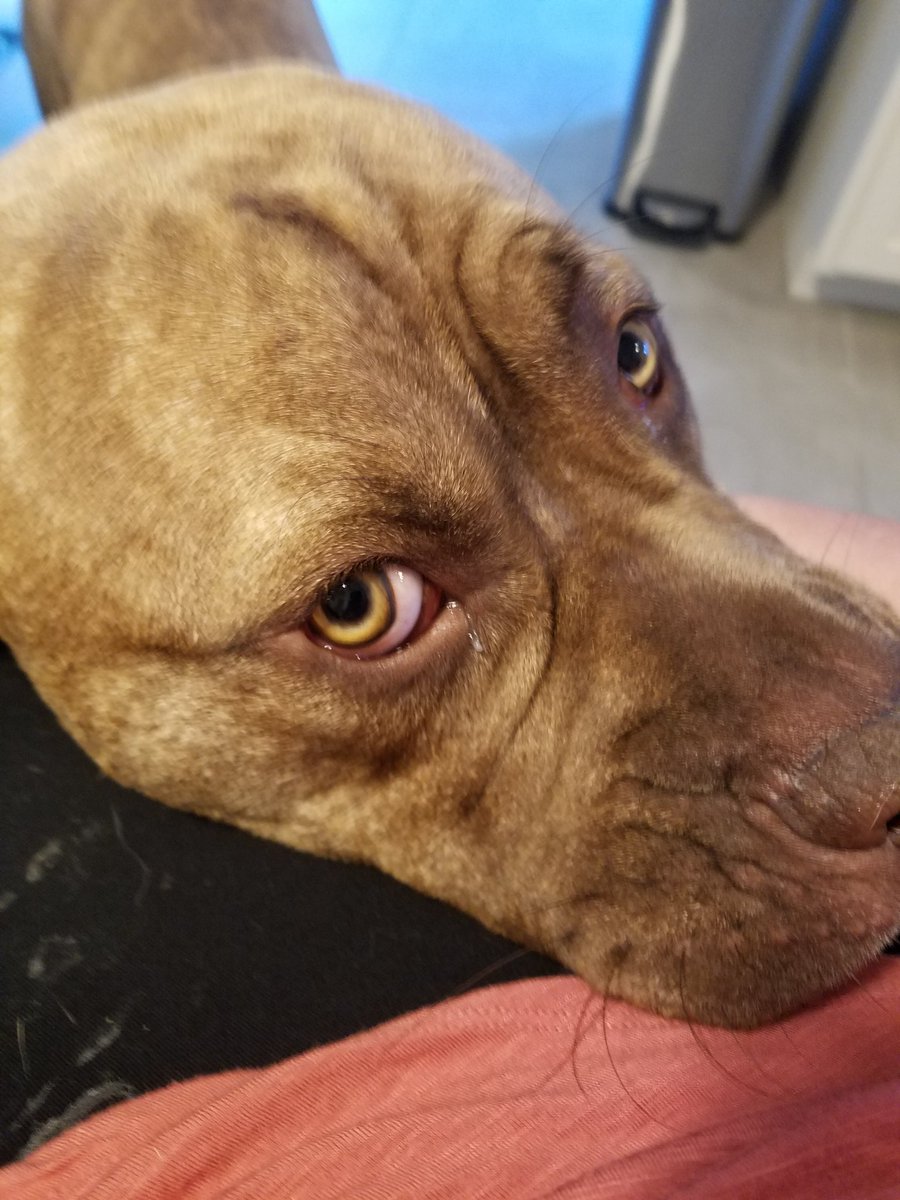 Ijustlivehere99's tweet image. Morning lovins from Yoshi. Gonna have to clean off my skirt before I head to work... #mastiffproblems @TheTattooedProf