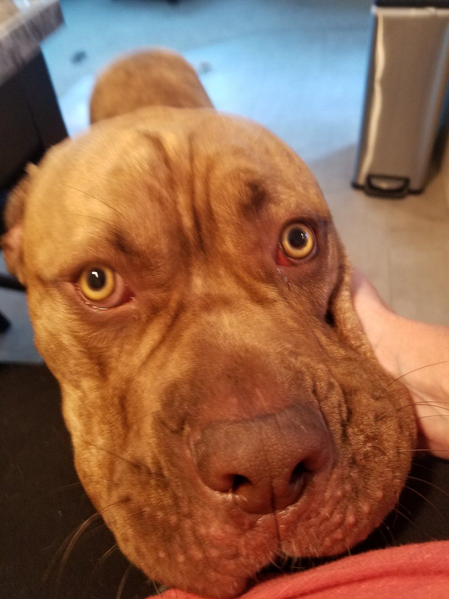 Ijustlivehere99's tweet image. Morning lovins from Yoshi. Gonna have to clean off my skirt before I head to work... #mastiffproblems @TheTattooedProf