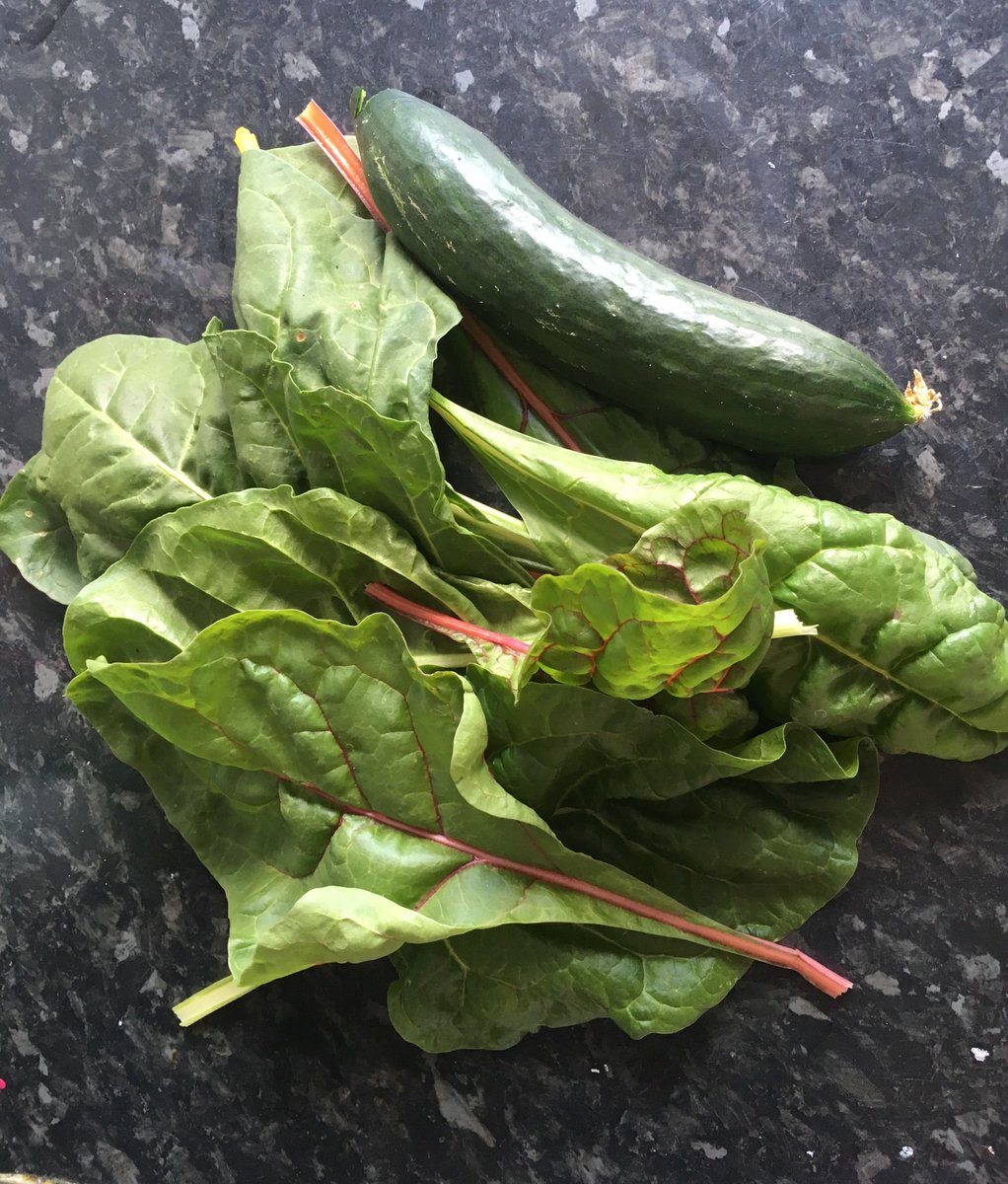 First haul from the garden! Probably still a bit early for the chard but wanted to try some before the caterpillars eat it all! 

#microhomestead #vegetablegarden #veggieplot #veggiepatch #palletgarden #rainbowchard #fresh #homeschool #homeed @autisticgardner