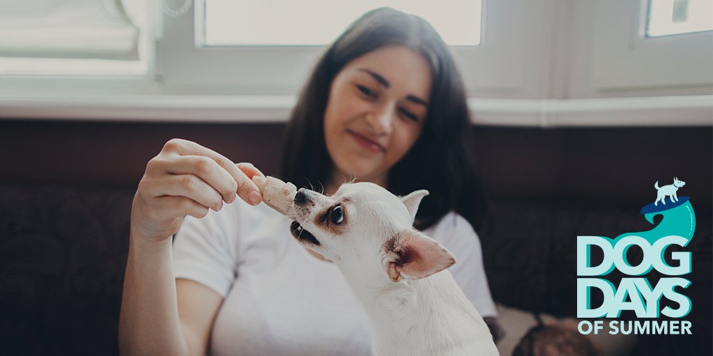 OneMain's tweet image. Pet lovers: Try something new with #DIY dog treats. Here's how to go from baking to Bone Appetit. spr.ly/6015DS3W9 #OMFDogDays