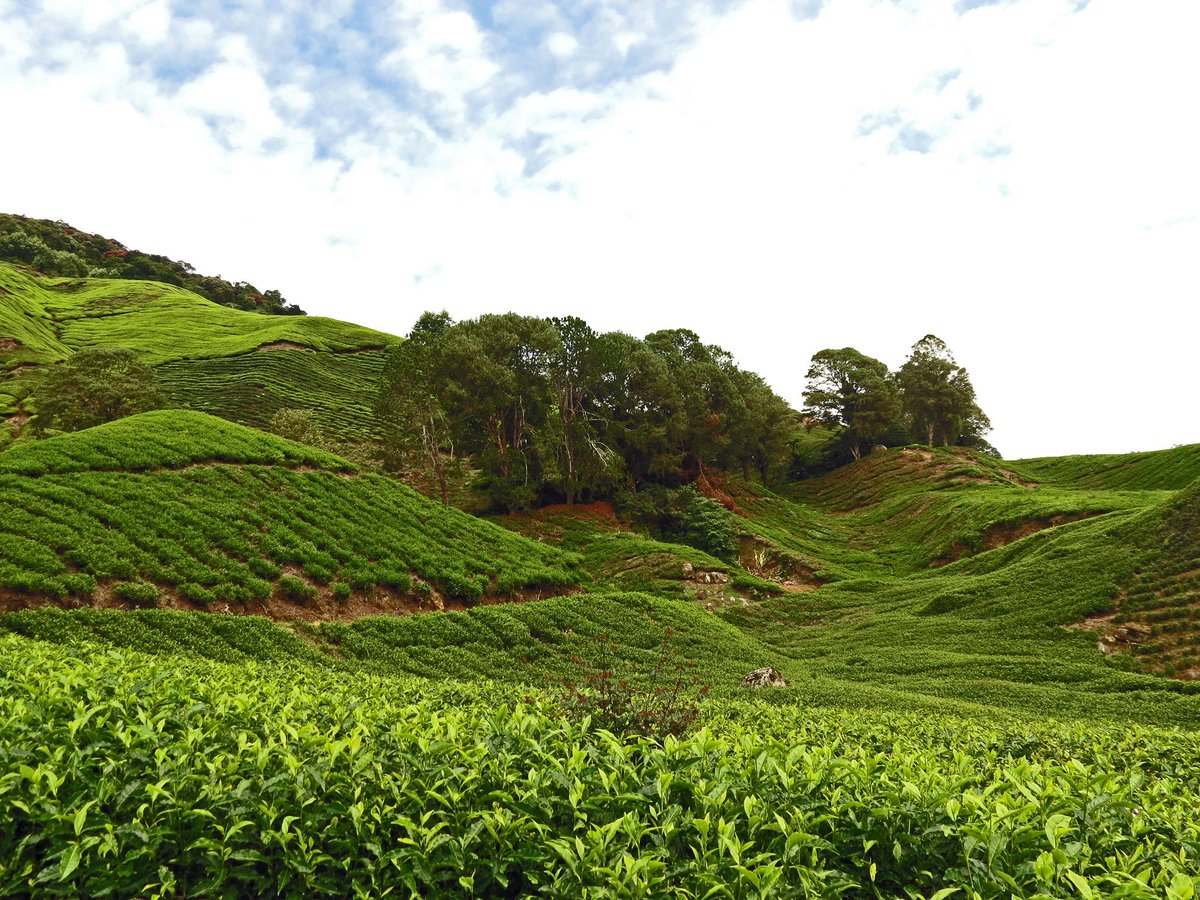 De Cameron Highlands in Maleisië zijn gekend omwille van de theeplantages maar wist je dat het ook een wandelparadijs is?
wapititravel.com/blog/cameron-h…