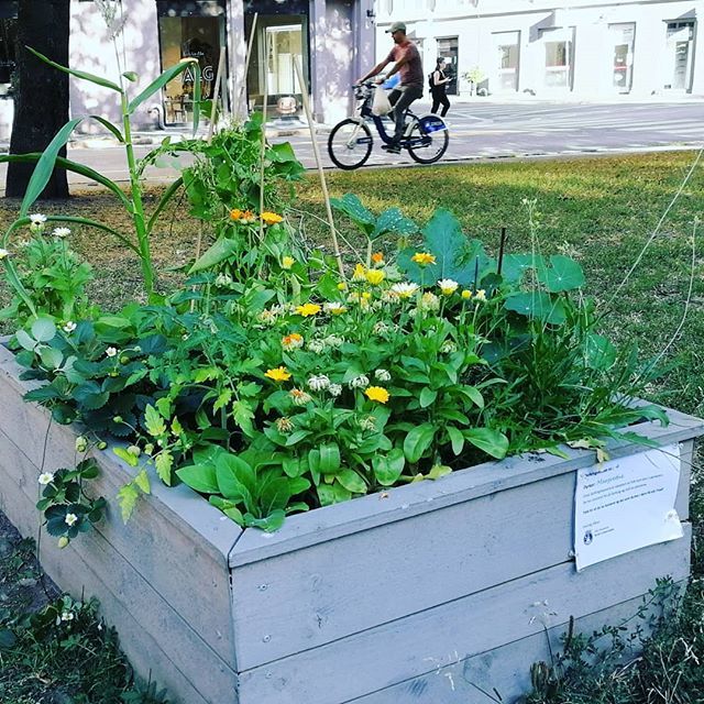 Jeg vet ikke hvem Margrethe er. Men hun har helt klart den frodigste bydelsdyrkekassa på Schous Plass! #nabolagshager #schousplass #grunerløkka #spirendeoslo #bydelgrünerløkka ift.tt/2A6PSAW