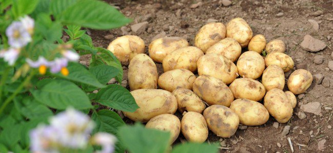 JamesHuttonInst's tweet photo. What kind of future awaits the humble spud? #PotatoesInPractice 2018, the UK's largest field-based potato event, looks into the future of tatties - come along to Balruddery Farm near Dundee on 9th Aug to find out more https://t.co/rjNny7Bo7t #LeadingIdeas https://t.co/mMaIStwxE0
