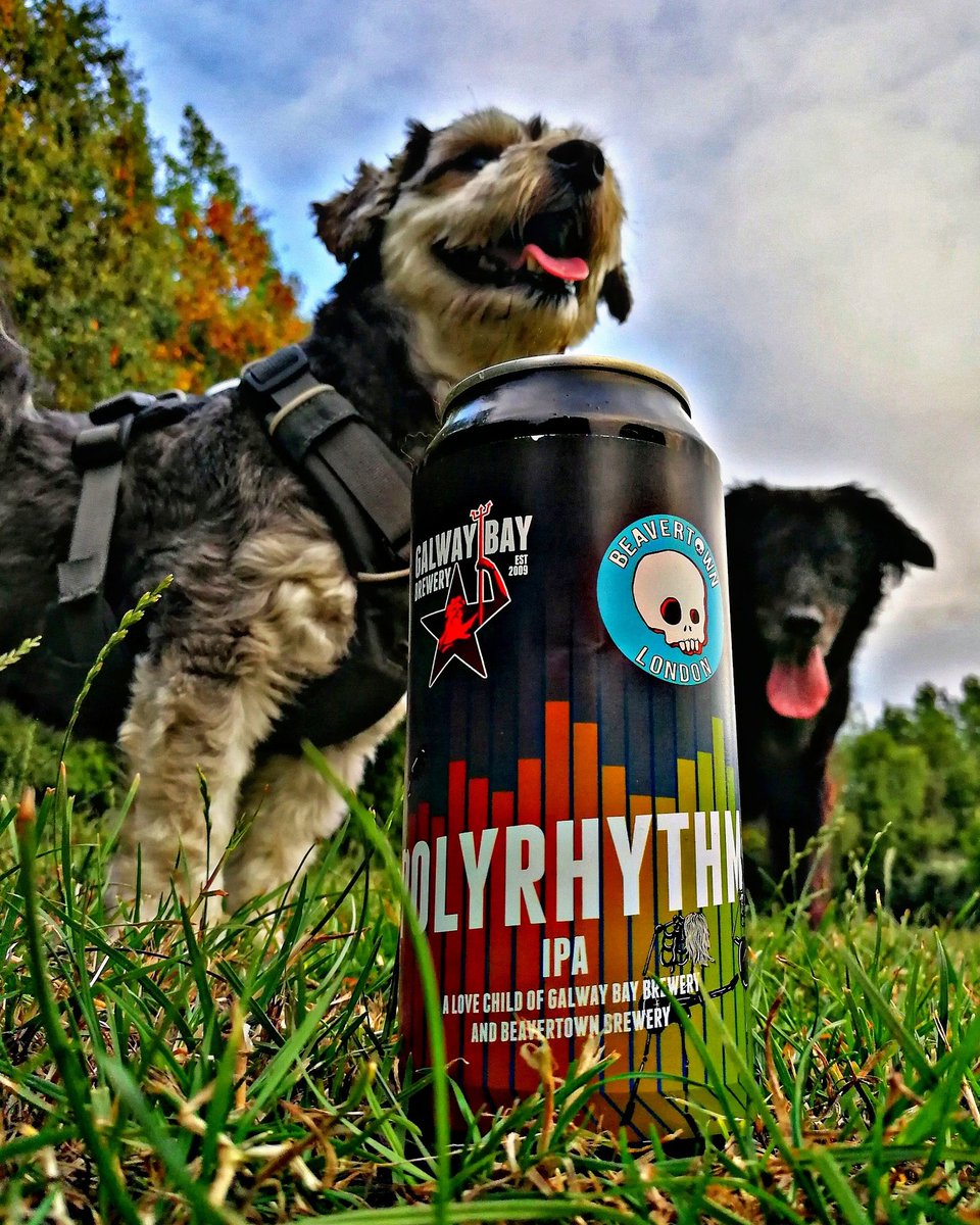 Massive collaboration here... Just getting one of the dogs in a pic is a struggle, never mind two.
#halfcraft #galwaybaybrewery #beavertown #ipa