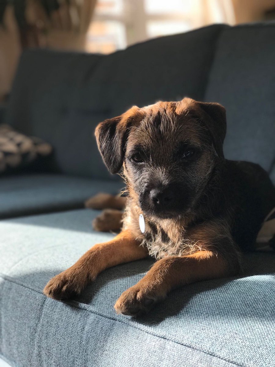 MyPerson12's tweet photo. You don't want to leave them for too long. Or what if want a night (or two) away in a nice hotel? Get #MyPerson to be with them! We can do that while we're getting through the rest of your to-do list. Hurrah! Visit https://t.co/V6do4hP4vt or call 07375300005 for more info 😀 https://t.co/Zn6qwyWTbO