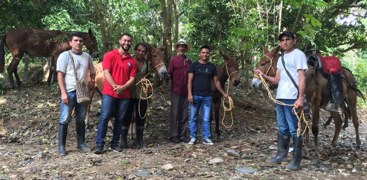 Devlin, a community economic development Volunteer in #PeaceCorpsColombia, works with cacao farmers. Their new mules will help them haul more wet cacao to the processing center, which means increased production and increased income for the farmers. facebook.com/peacecorps/pos…