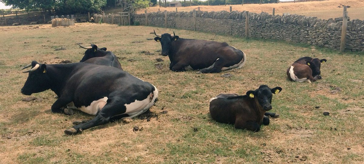 Cotswold Farm Park (CotswoldFarmPrk) Twitter