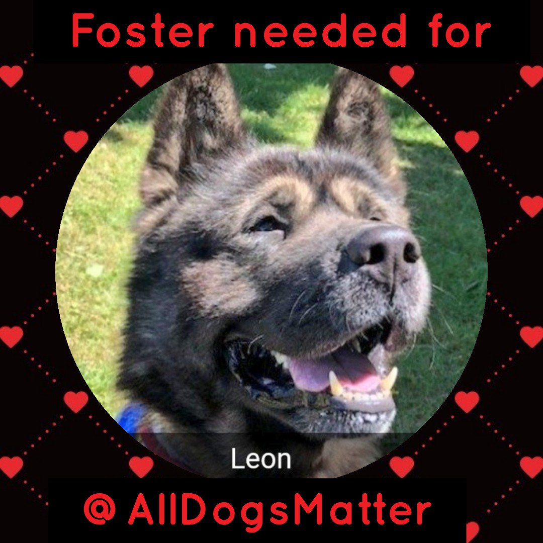 Leon <a href="/AllDogsMatter/">All Dogs Matter</a> needs a forever or foster home,plz can you help? All info and enquiries at alldogsmatter.co.uk #TeamZay #AdoptDontShop 🐾❤🐶