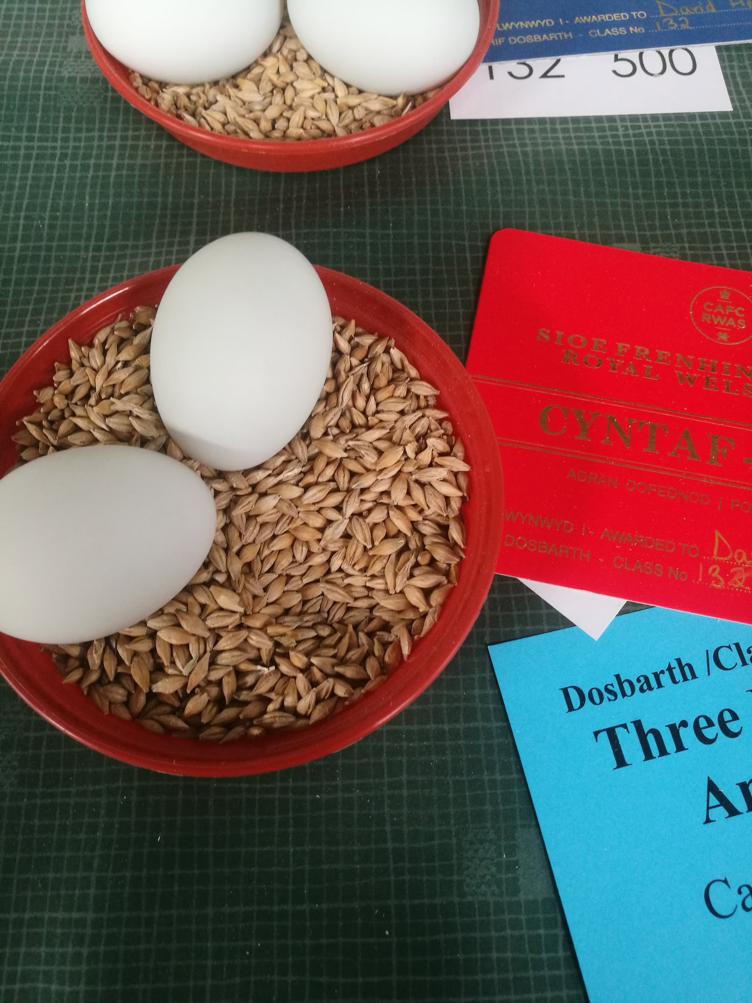 Hermit Crab Eggs 🐣 on Twitter "Cannot tell you how disappointed I am