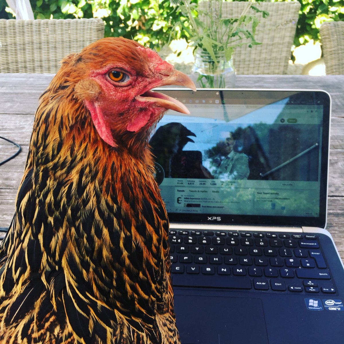 HenCorner's tweet photo. Today we start the Hen Corner Apprentice Scheme... Can we teach Barbara the Brahma to type???
#urbanhens #urbansmallholding #entrpreneur #summerinthecity #madeintw8 #brentfordisbrilliant #london https://t.co/ukMARA6ruh