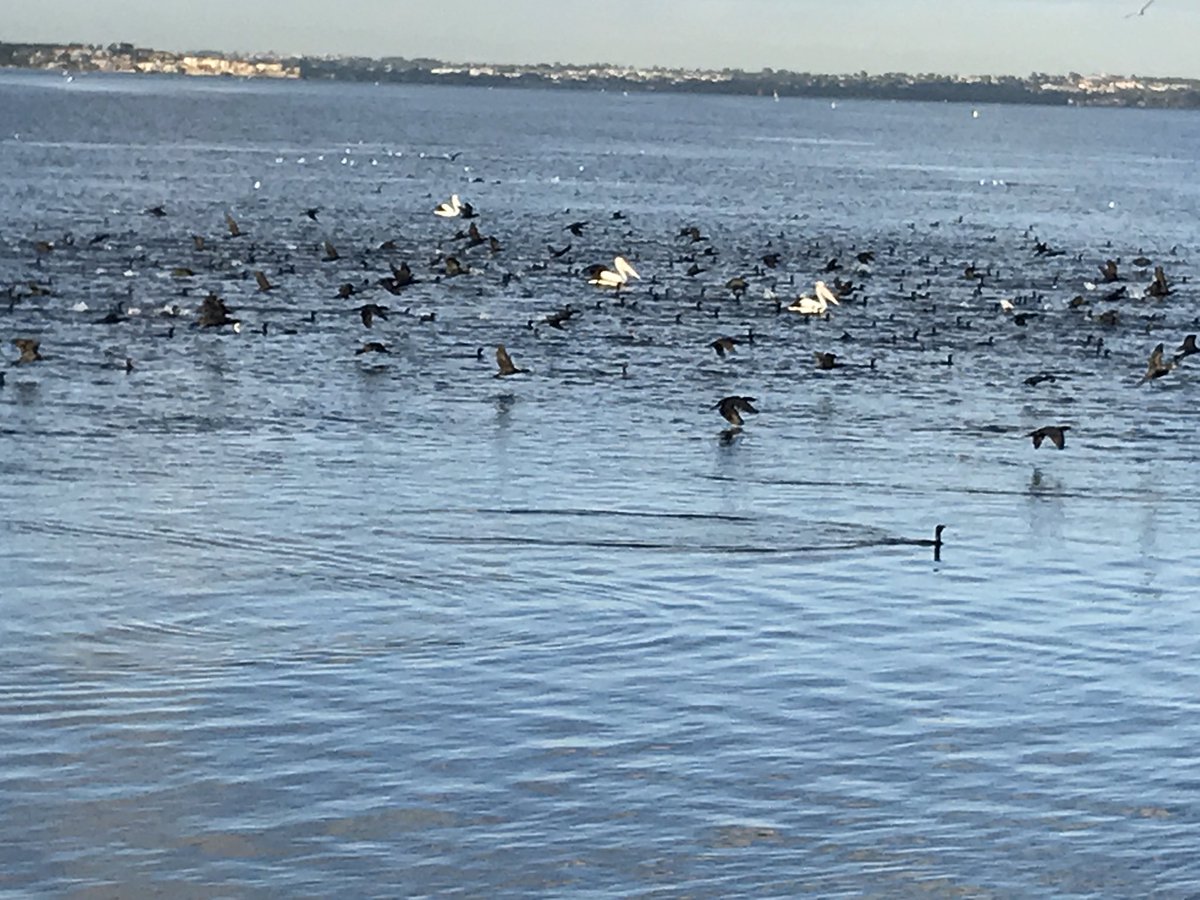My new commute to Curtin, by bike along the Swan River....