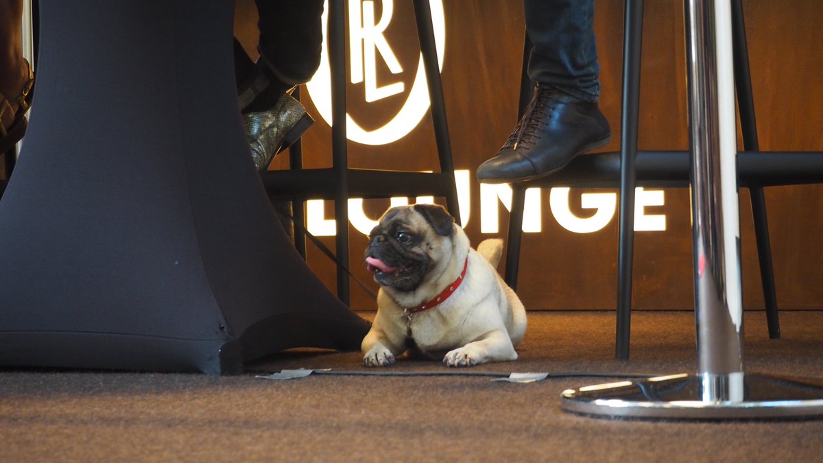WagnerFestival's tweet photo. Aufmerksam verfolgt Mops-Dame Smylla, die Begleiterin von Neo Rauch und Rosa Loy, die Pressekonferenz der #bayreutherfestspiele. https://t.co/J6BTeChY2s