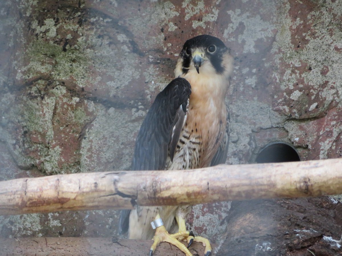 Ddm01 On Twitter ハヤブサさんは本当格好良い可愛い 野毛山動物園