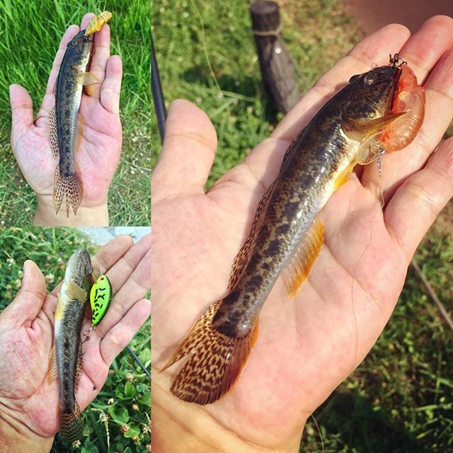 We_Are_KFC's tweet photo. Rebel! Rebel!! Rebel!!! #fishing #ハゼクラ #rebel_lures #crickhopper #superteenywee_r #teenyweecrawfish https://t.co/MgluP0PRF9