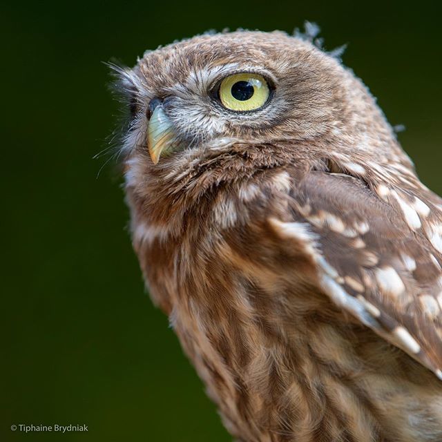 Superb owl ✨ . . . #owl #littleowl #bird #birds #birding #birdlovers #birdsofinstagram #wildlifeportrait #nikon #nature #naturelovers #naturephotography #wildlife #wildlifephotography #britain #britishbirds #britishwildlife ift.tt/2OaVZai