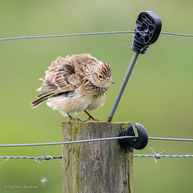 Floooof! 🐥 . . . #skylark #lark #bird #birds #birding #birdlovers #birdsofinstagram #songbird #nikon #nature #naturereserve #naturelovers #naturephotography #wildlife #wildlifephotography #floof #birb #rspb ift.tt/2mI3SHM