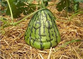 Agric Finance Corp tweet media