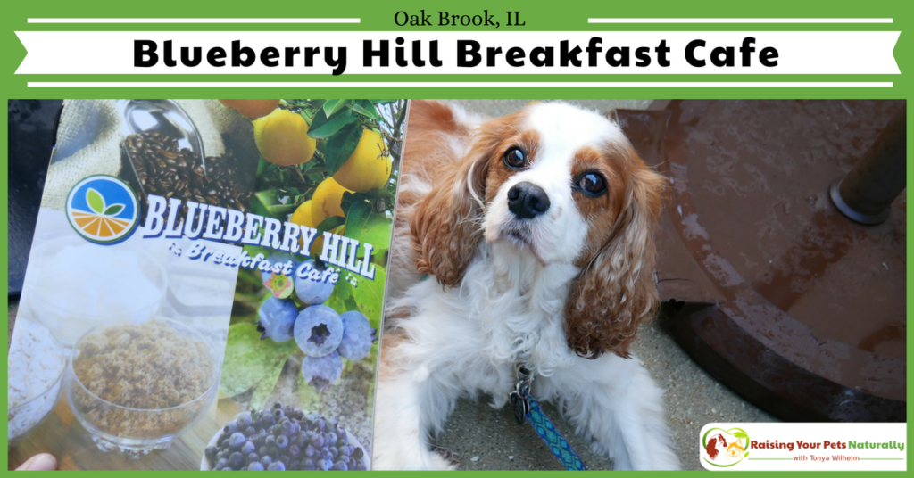 dogtrainer4ever's tweet photo. #dogfriendlychicago Blueberry Hill Breakfast Cafe was an amazing #dogfriendlycafe. If you are #travelingwithdogs in #chicago you won't want to miss it. https://t.co/rrbpC2qPat #chicagodogs #chitown #petfriendly #dogfriendly @dogtrainer4ever https://t.co/InRw3QGZKW