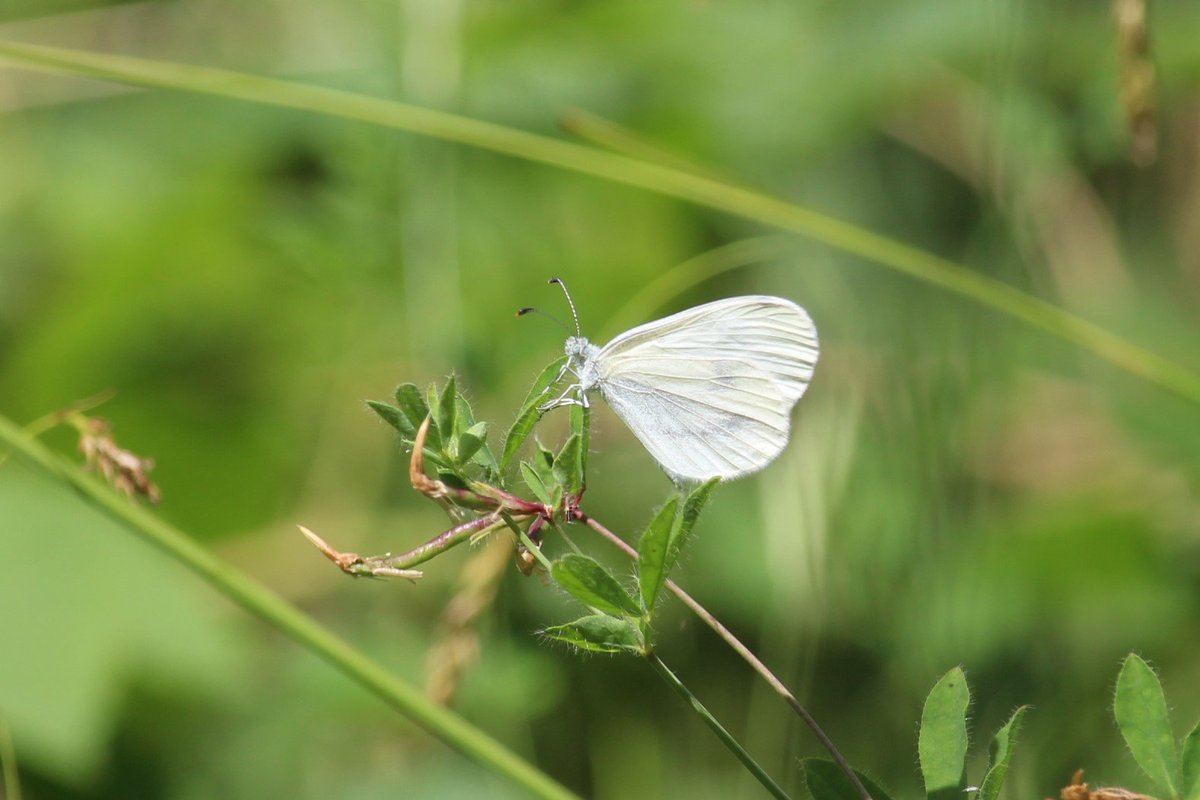 louloobylou75's tweet photo. @MikeSlater5 @BCWarwickshire @WKWT Brown Argus, Wood White, SW Fritillary, just some of the many butterflies spotted at #RytonWood with @MarkyBike today #BigButterflyCount https://t.co/5US8kSvnCz