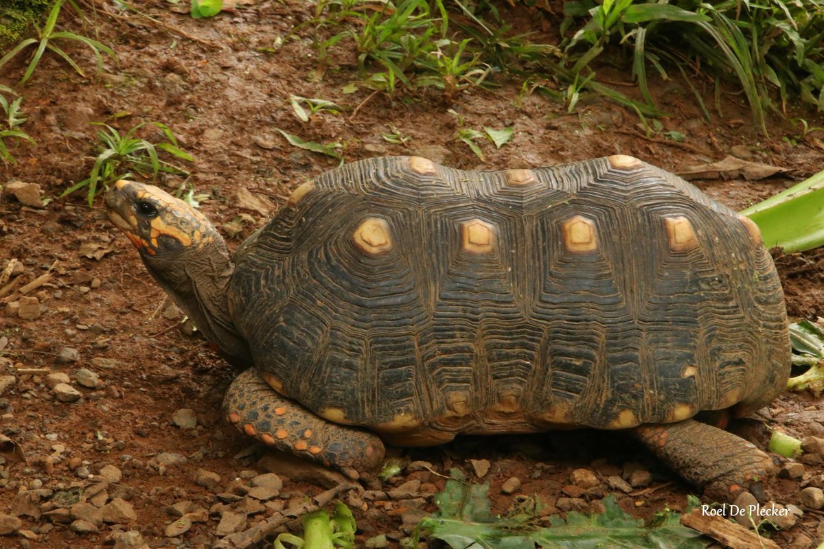 Reptilandia's tweet photo. One of our red footed tortoises (Chelonoides carbonaria) enjoying the little San Juan summer. Friday feeding day at Parque Reptilandia ! #thingstodo #dominical #CostaRica https://t.co/mIwcFdRqov