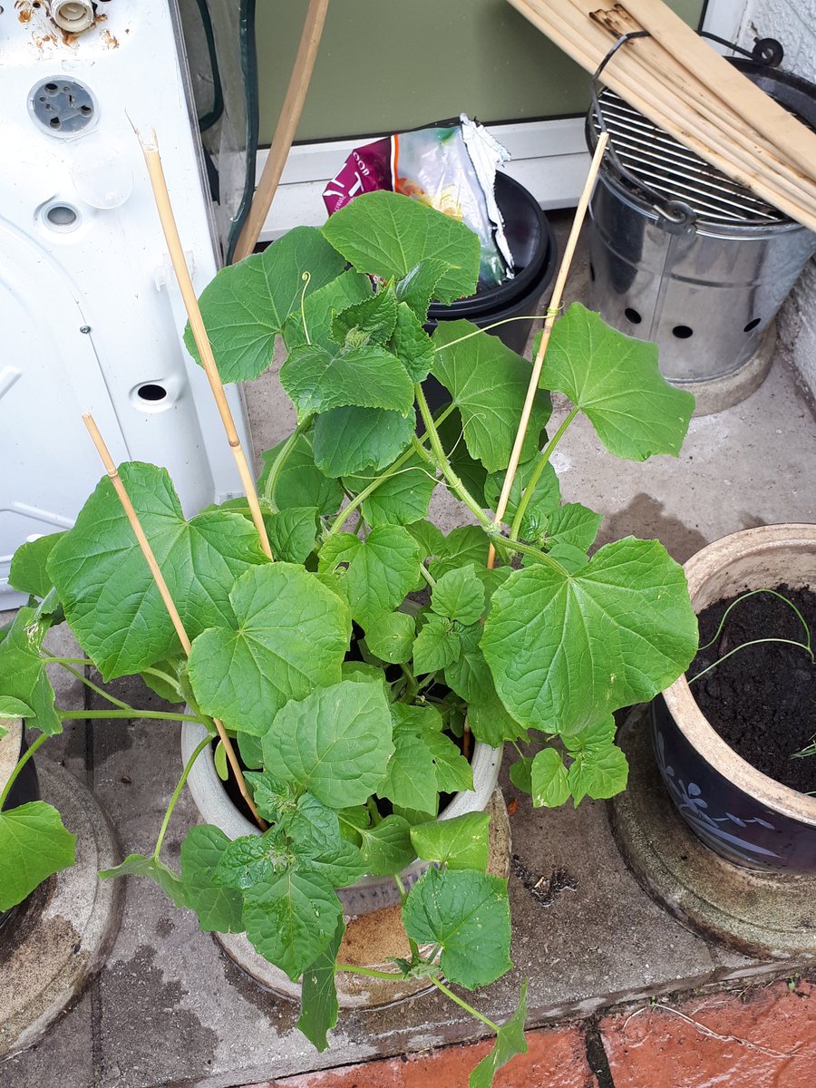 ScottLangton6's tweet photo. My cuecumber plant not bad for my first attempt https://t.co/53lIkPR5lo