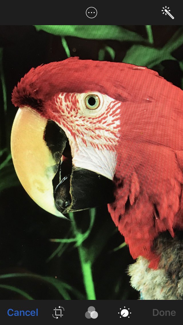 Hyacinth Macaw: Largest of parrot species, most quiet and known for its beautiful plumage Destruction is due mostly to habitat encroachment, illegal poaching &amp; pet trade #endangered