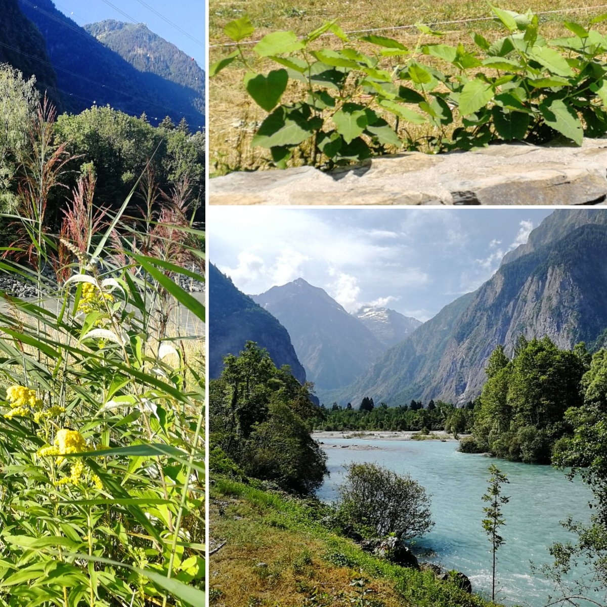 CEVE_Eau's tweet photo. Fin des inventaires des espèces exotiques envahissantes du bassin de la Romanche #botanique #biodiversité #buddleia #solidage #renouée #ambroisie https://t.co/HXxFO4tvqi