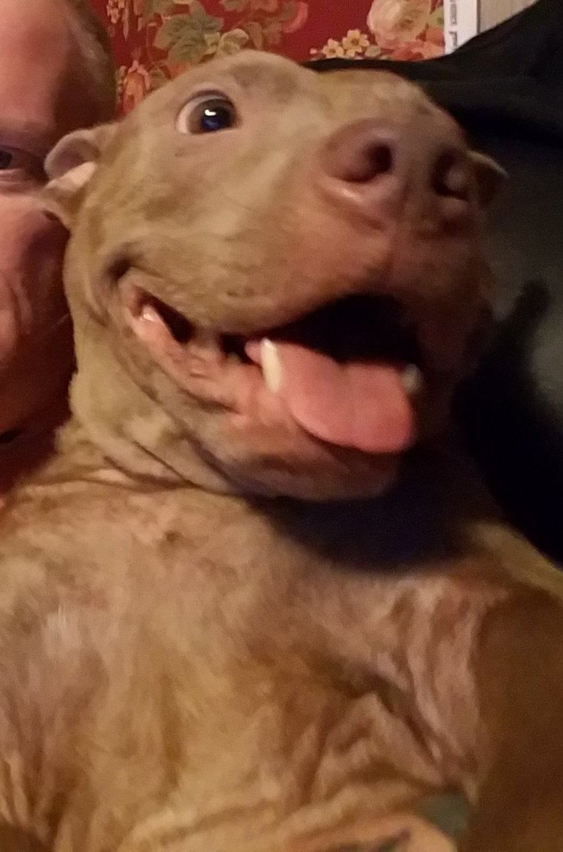 <a href="/badgerdastaffy/">#TeamBadger Pvt BBB 🦡 bonny bhoy Badger💋</a> <a href="/SammydaBulldog/">Joy Jones</a> <a href="/SaffiTheStaffie/">🌈🐾Saffi the Staffie🐾🌈</a> <a href="/tazzy1233/">tara mottershead</a> <a href="/scotchead/">John</a> <a href="/StaffieStitch/">Stitch the Staf</a> <a href="/MooStaffie/">D🌼isy-Moo Staffie</a> @murphythecollie <a href="/brittbarr24/">Lieutenant Arwen🧡</a> @BlueStaffieMe <a href="/Staffieluv/">Major Mya 😻& Rainey 🐕‍🦺 Angel SweetCakes 🌈</a> <a href="/FidgetTheStaffy/">Fidget The Staffy</a> <a href="/Jack48663936/">Jack The Staffie</a> <a href="/Diannejojo10/">Dianne 👱‍♀️🐶🐾🍫🍷</a> <a href="/stephenhillbill/">Rudy & Angel Buster</a> <a href="/goldenprincessG/">Orla luvs Sweet Pea Alma 🧡</a> <a href="/SophieAnn_06/">SophieAnne</a> @PdStellaGlosPol <a href="/JukeTheStaffy/">Juke The Staffy</a> #TongueOutTuesday 🤘🐶🐾