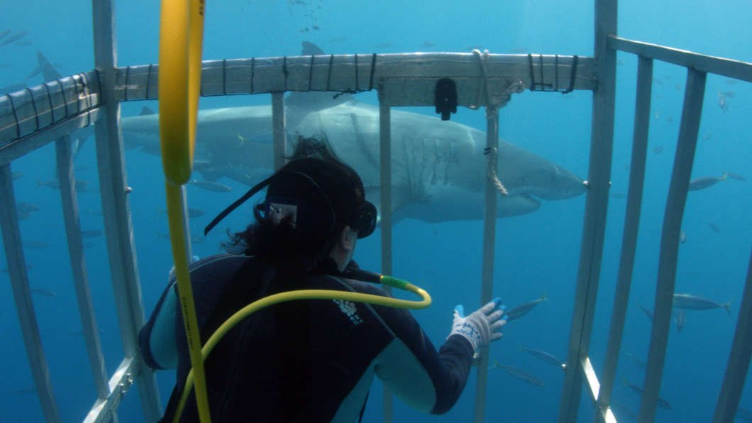 SpaceBrendan's tweet photo. It's #SharkWeek2018. We talked to @FloridaTech's Dr. Toby Daly-Engel about her work with sharks including cage-diving with them to collect skin samples. @wmfeorlando @matthew_peddie @brargueta_news #NopeNopeNopeNopeNope https://t.co/PYycuqGHYg https://t.co/8BmGAjpFb3