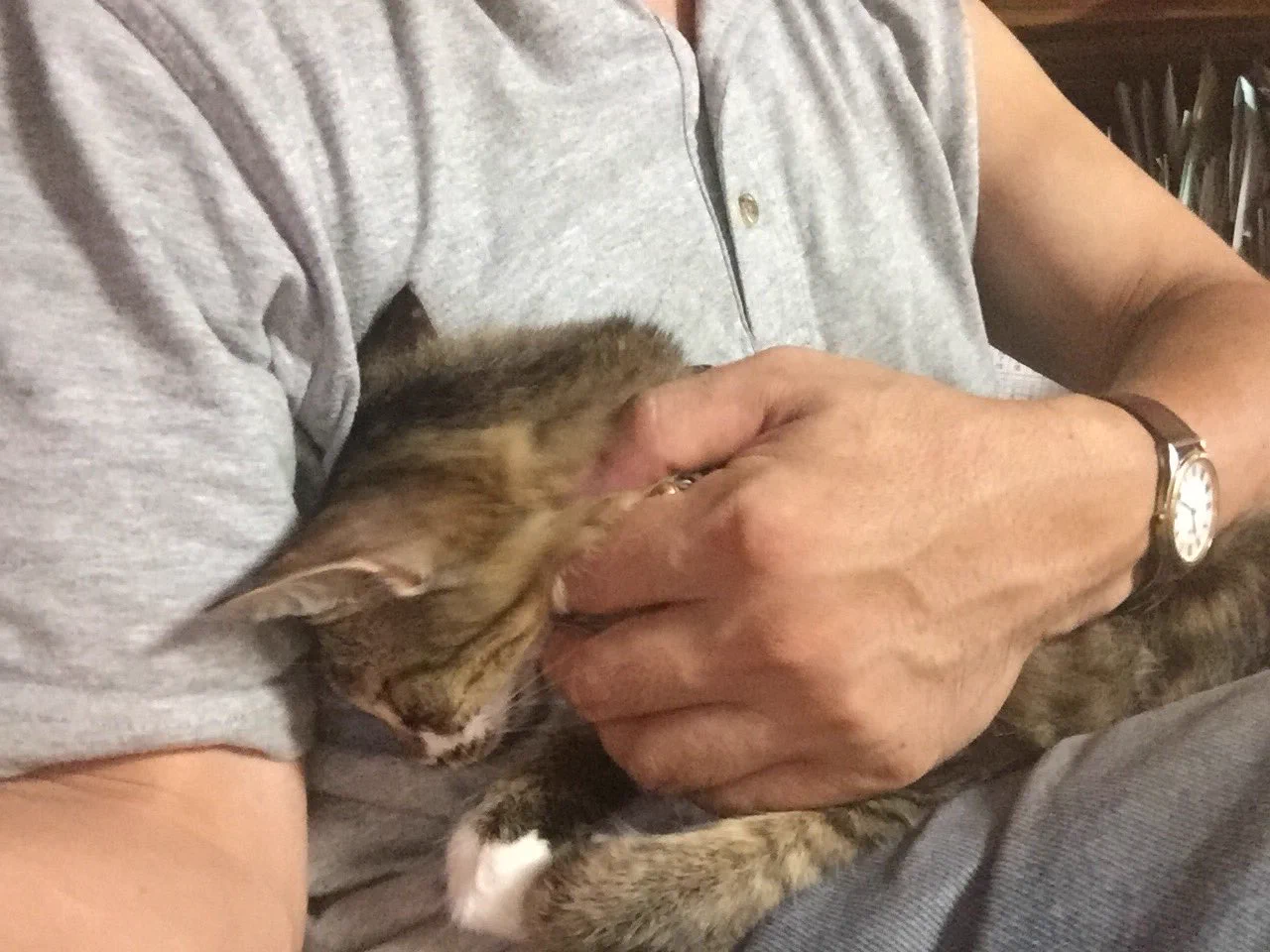 猫は人語を理解している！？家出中の猫のことをノラのボス猫にお願いしてみたｗｗ