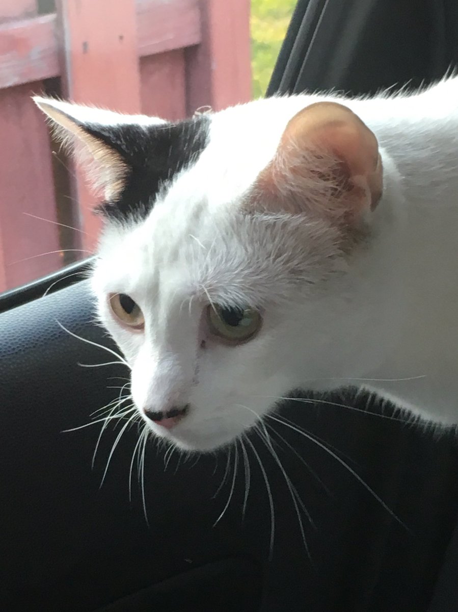 Did anyone lose a cat in Mount Prospect, IL? Found yesterday around 7pm. Very friendly cat, so I’d guess it’s an indoor cat that got out. No collar, no tags, and no microchip. Halp.