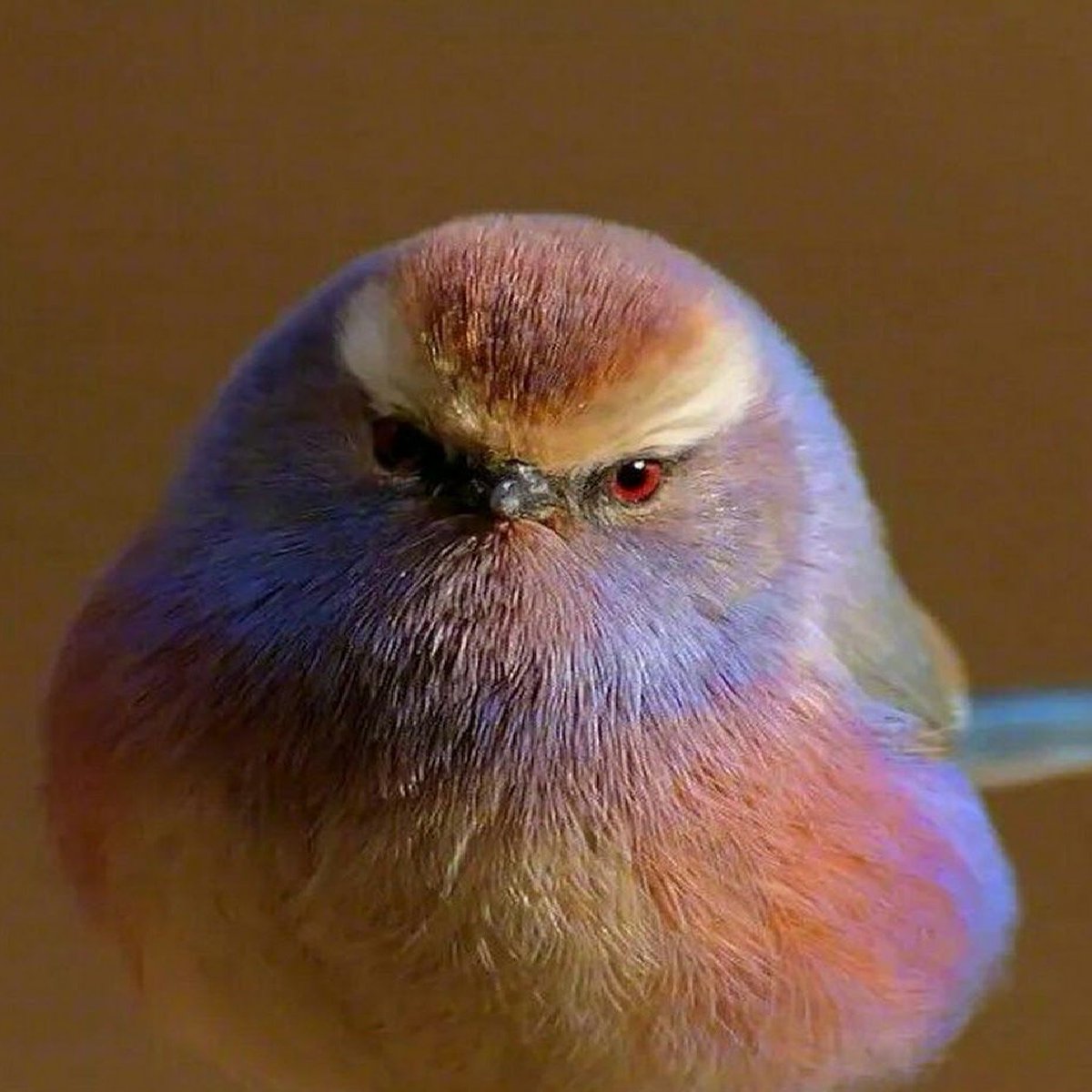 World birds on Twitter: "White-browed Tit-warbler (Leptopoecile sophiae)  #painting #art… "