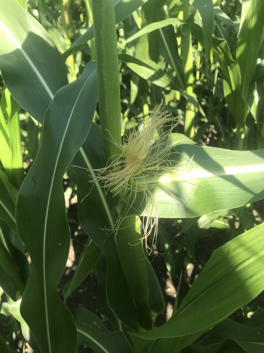 Pioneer P6909R in Frenchman Butte, SK. #pioneerWcanada #yieldhero18