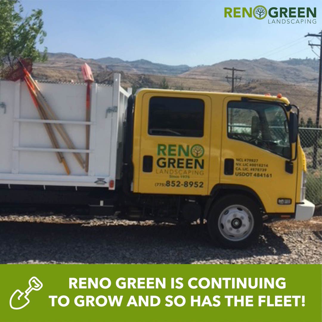 RenoGreenLandscaping (@RenoGreenNV) Twitter Reno Green Landscaping is continuing to grow and so has the fleet! Check out our new Isuzu Dove Tail that just got it's yellow paint and new logo decal. - RenoGreenLandscaping (@RenoGreenNV) Twitter