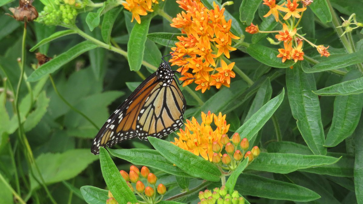 SC_Great_Lakes's tweet photo. Pollinators ❤️our rain gardens! Can you name these three butterflies and flowers? 🦋🌻 https://t.co/XyWeSGG9Hj