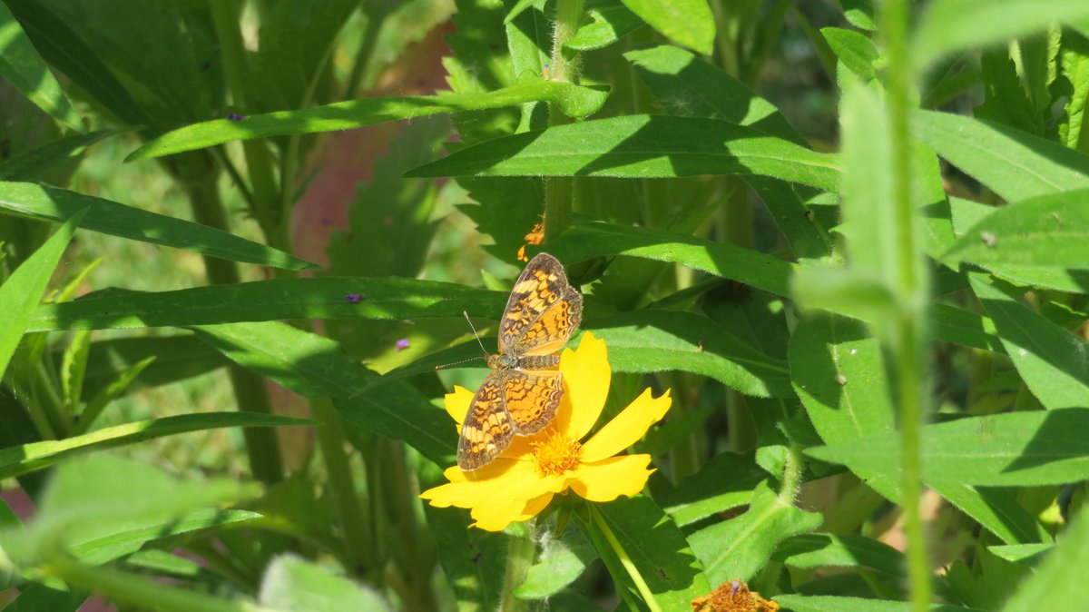 Pollinators ❤️our rain gardens! Can you name these three butterflies and flowers? 🦋🌻