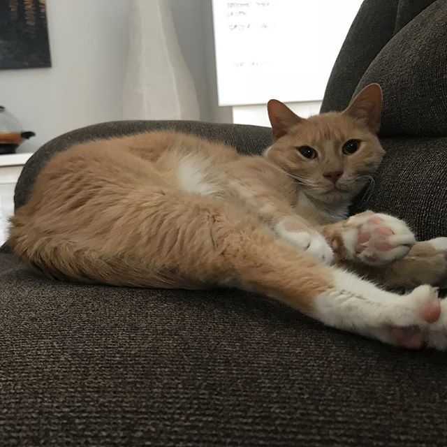 gazzagingercat's tweet photo. Extreme closeup!! #toebeans #extremecloseup #catsofig #catsofinstagram #catsofchicago #chicagocats #chicagocatsofinstagram #gazzagingercat #gingers #gingercats #gazza #nofilter https://t.co/iBJKp8ZRmX https://t.co/nAfiQupBHQ