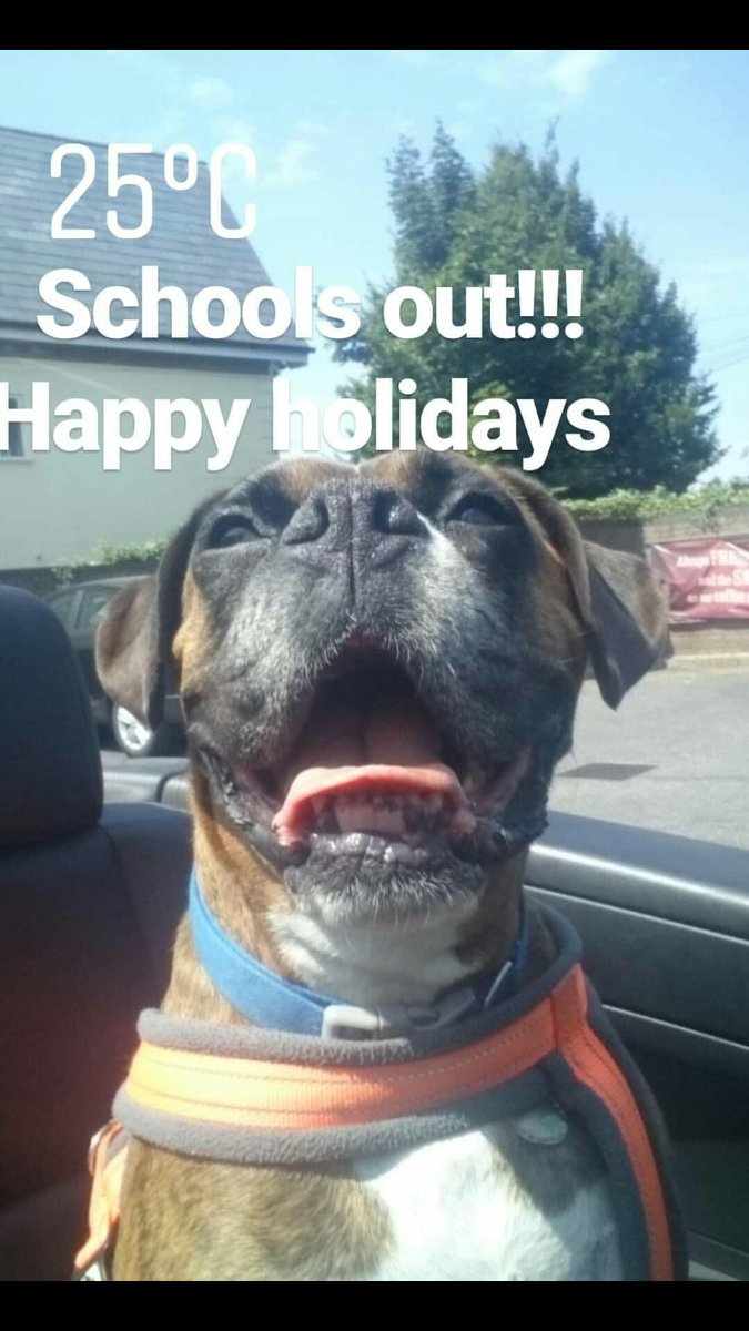 cncs_clay's tweet photo. Happy holidays everyone. I miss you already @CNCS_Chaplaincy @JarmanClaire @CNCSOfficial @CNCS_Year8 @CNCS_Year9 @CNCS_Year10 #dogsofinstagram #dogsthatdrive #summerfun ๐ https://t.co/EnCEwHbJJu