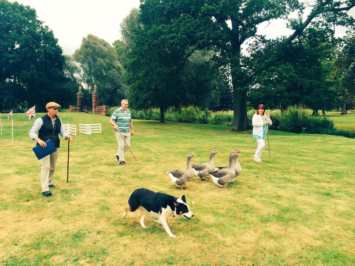 FirebirdEvents's tweet photo. Our sheepdog handlers have been out and about again this week delivering yet more #duckherding... Watching colleagues control the collies and herd the ducks in this quintessentially British activity is always rather amusing! πΆπ¬π§π¦ #eventprofs #teambuilding #teambuildtuesday https://t.co/GdaKQTWmRk