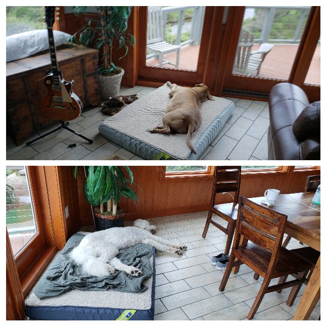officialmcafee's tweet photo. Two new dog beds for Tequila and Marley. They tore up theur previous beds. The guitar is my new Fender. A father's day present from Team McAfee. https://t.co/ssXBs8hEOD