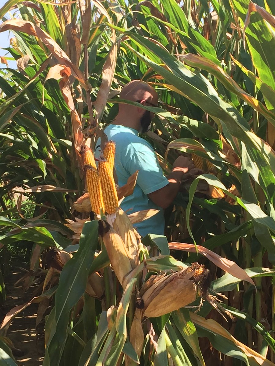 greenpointag's tweet photo. Croplan 6027 from the Answer Plot in Start, LA. https://t.co/pKOodWp7EI