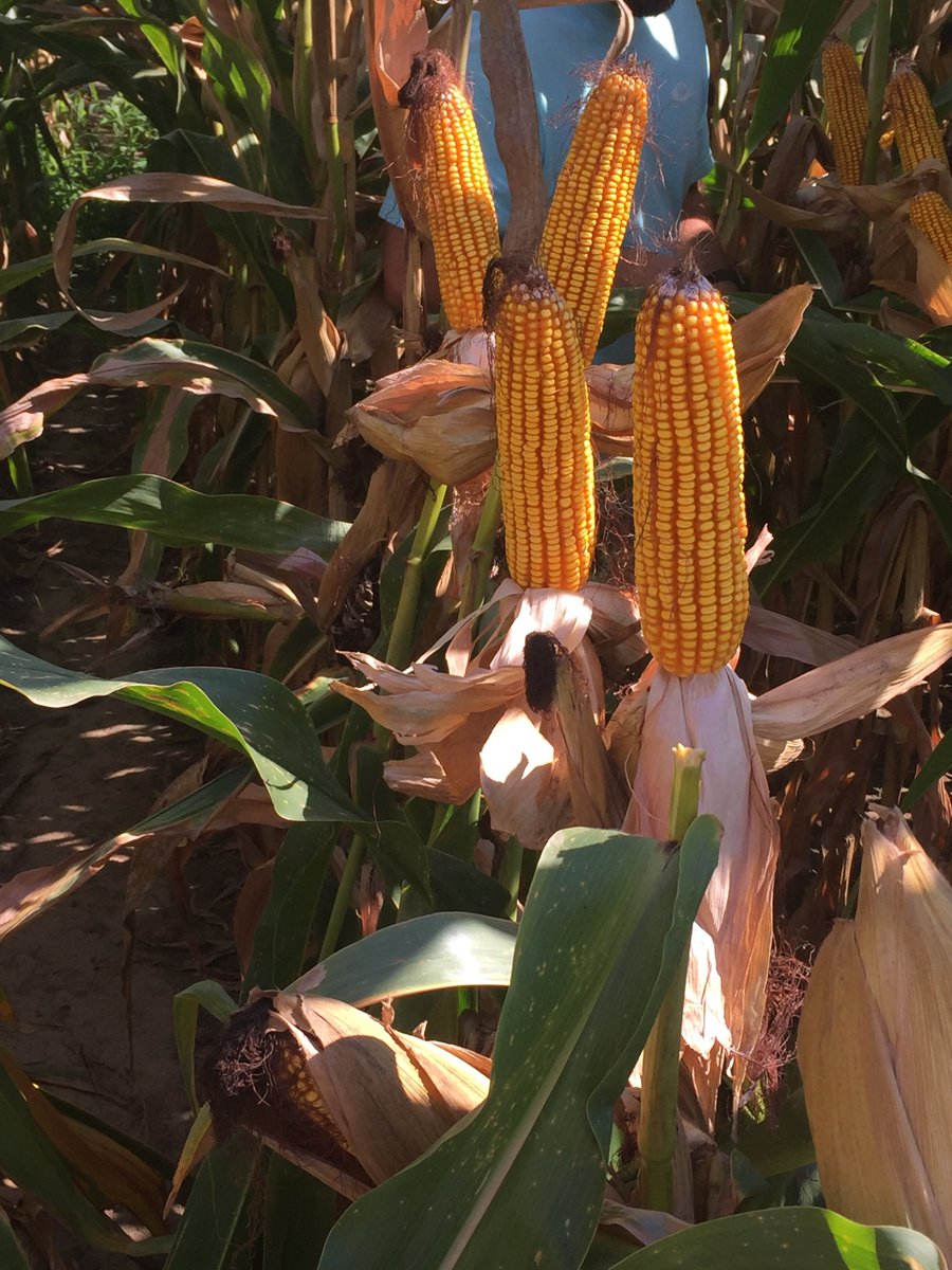 greenpointag's tweet photo. Croplan 6027 from the Answer Plot in Start, LA. https://t.co/pKOodWp7EI